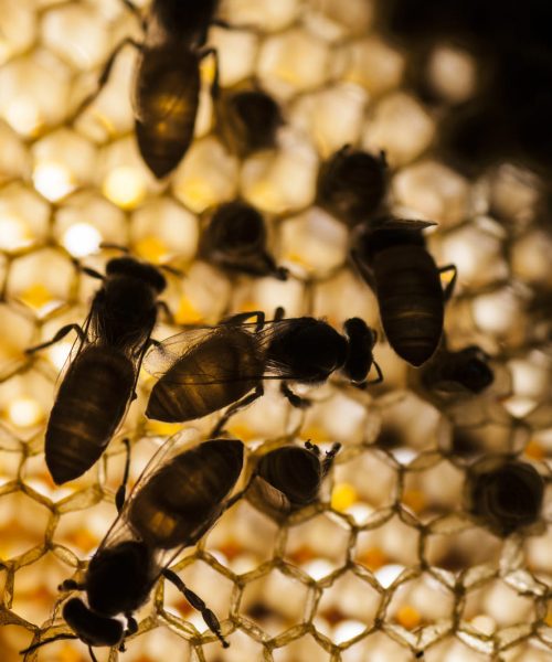honeycomb